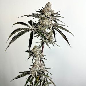 Lazeralus